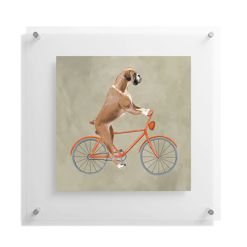 Coco de Paris Boxer on bicycle Floating Acrylic Print - Image 27