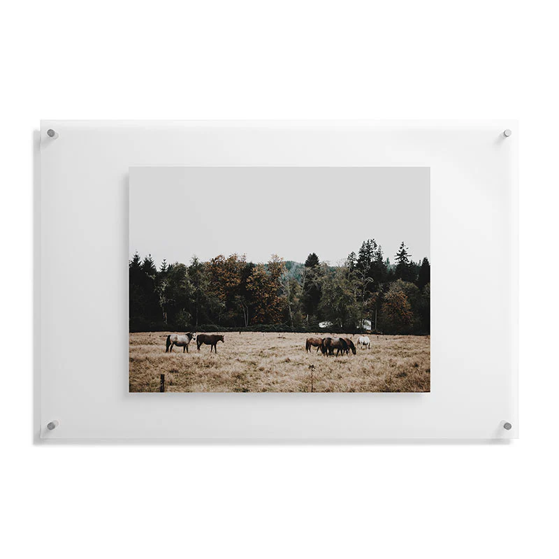 Hannah Kemp Horses two Floating Acrylic Print - Image 33